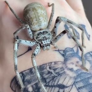 Meet your Posher, Priscilla